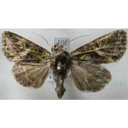 Trachea atriplicis (Linnaeus, 1758) male Agatówka łobodnica Czech10f